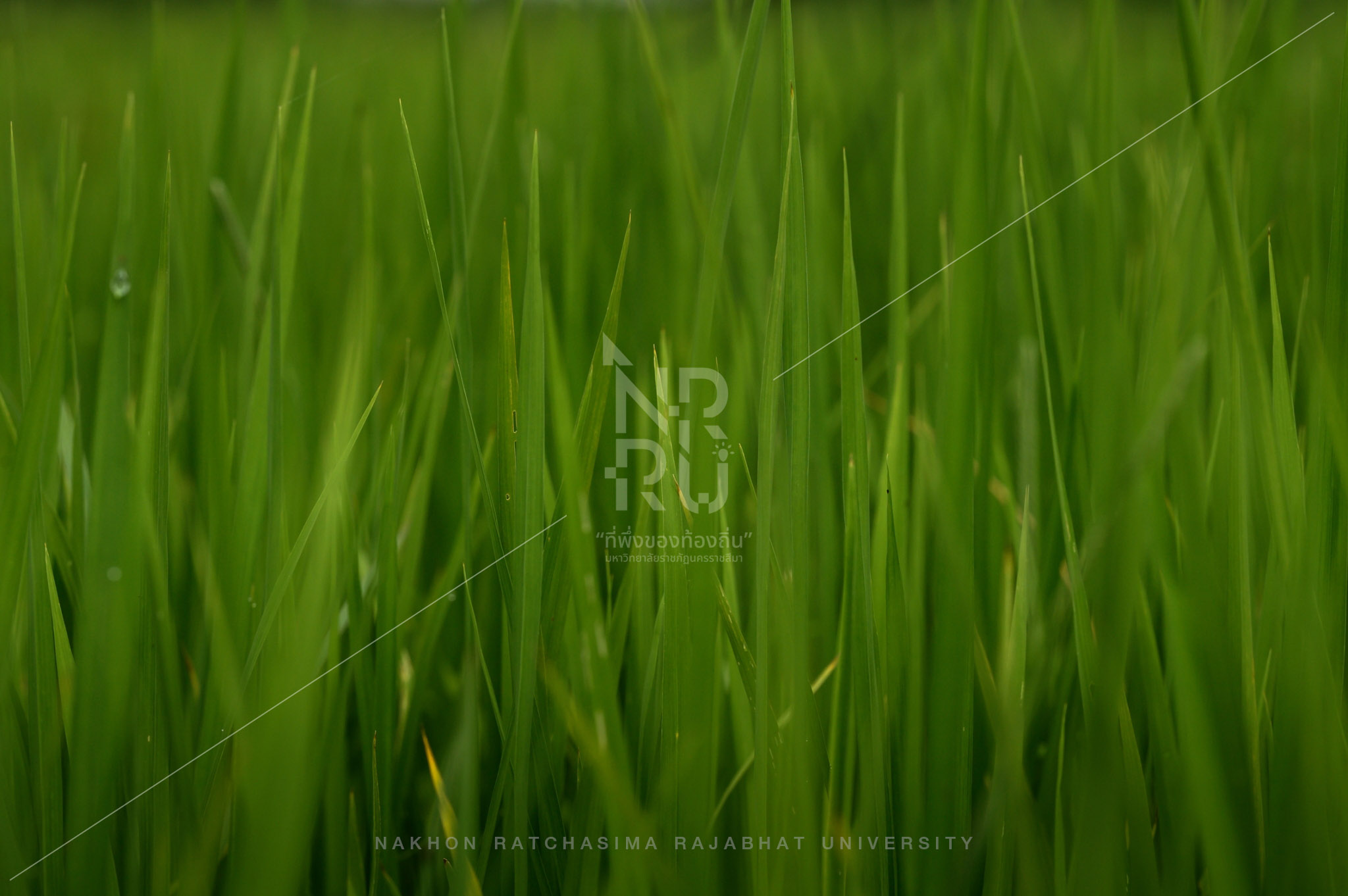 Rice Field in Talat Sub-District (6)